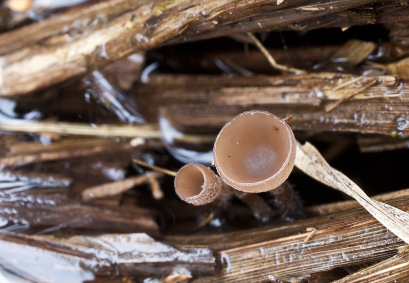 Myriosclerotinia sulcatula